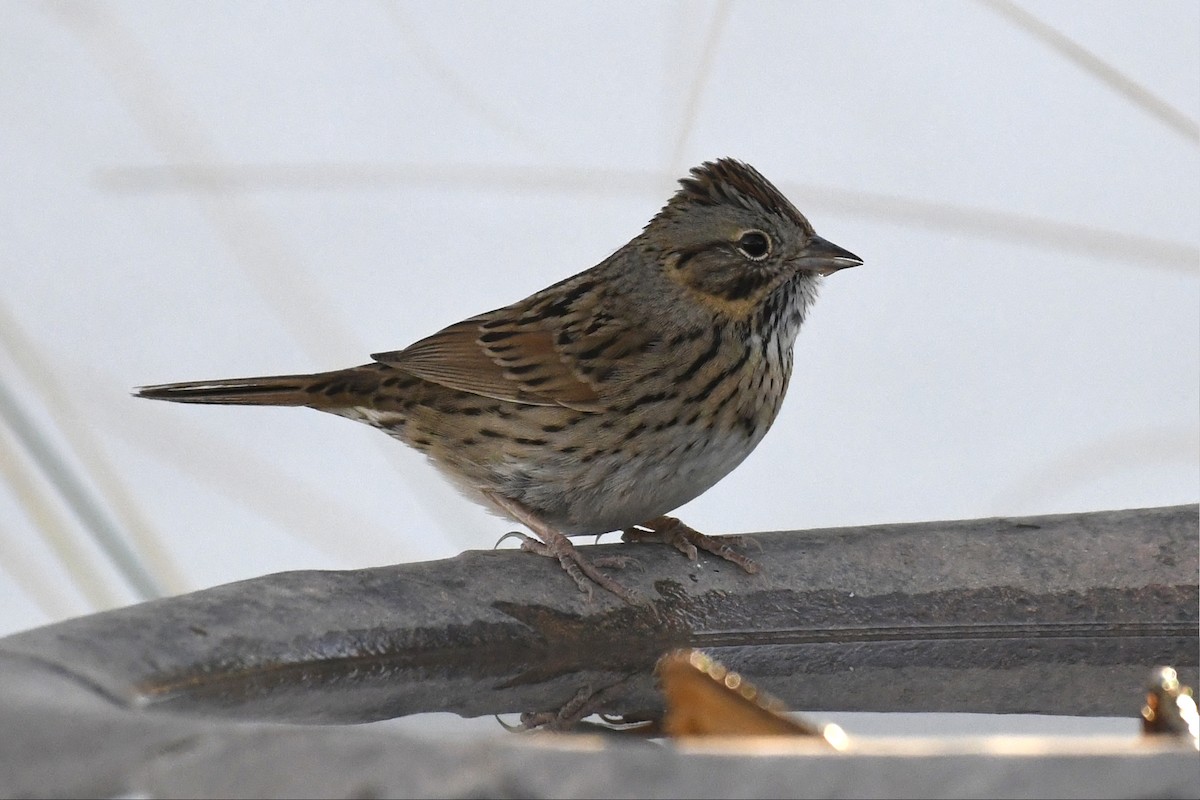 Lincoln's Sparrow - ML627037149
