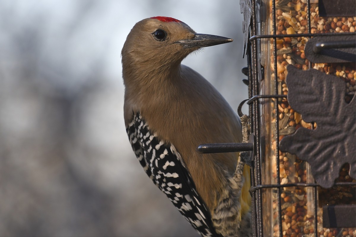 Gila Woodpecker - ML627037157