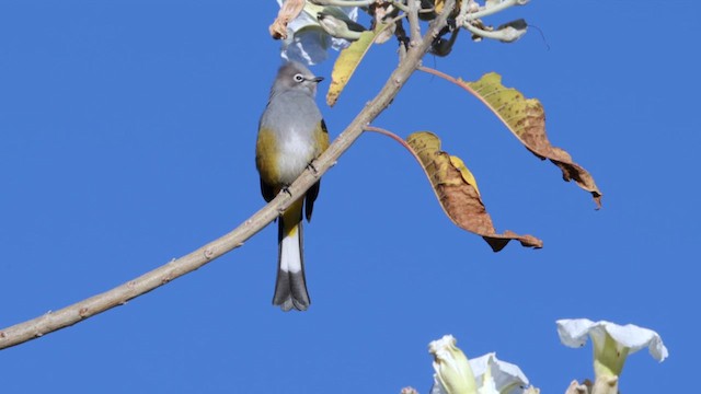 Gray Silky-flycatcher - ML627037416