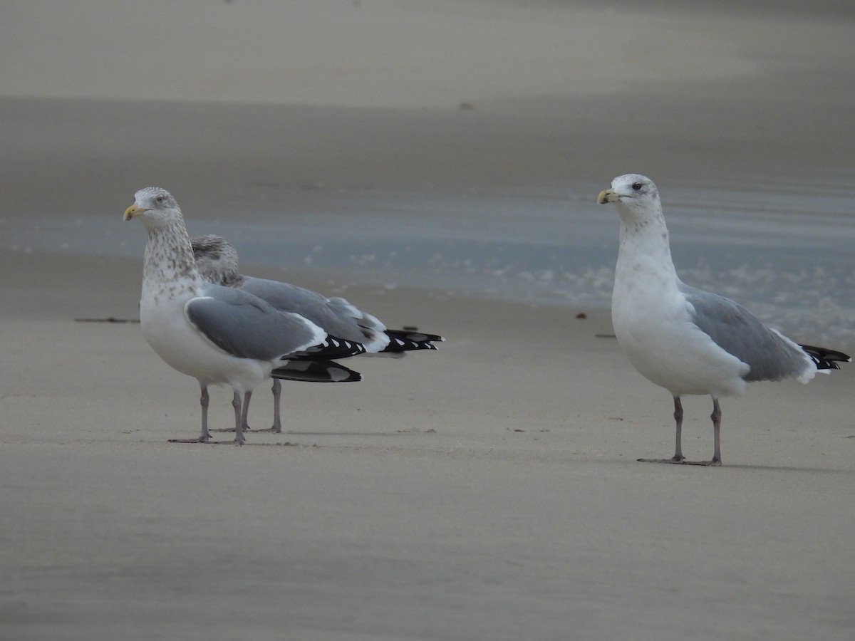 American Herring Gull - ML627037657