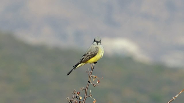 Western Kingbird - ML627037664