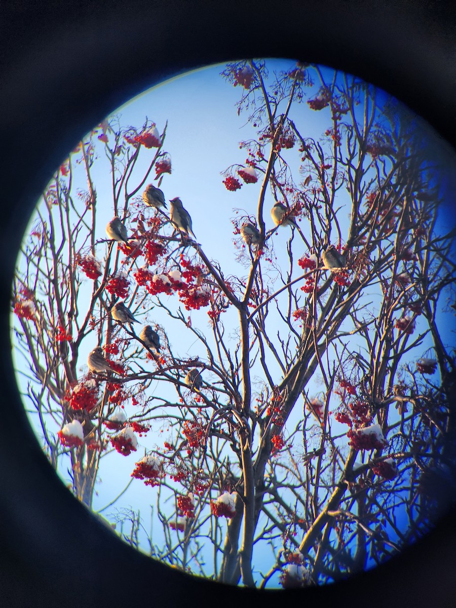 Cedar Waxwing - ML627037687