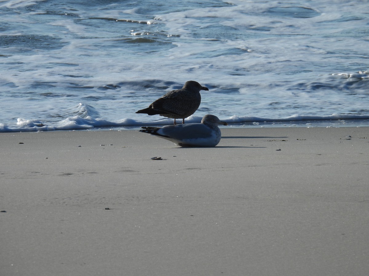 American Herring Gull - ML627037694