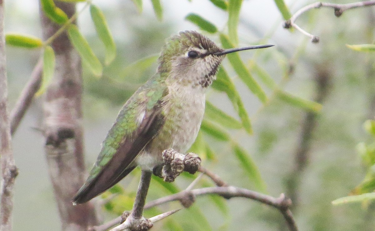 Anna's Hummingbird - ML627037749