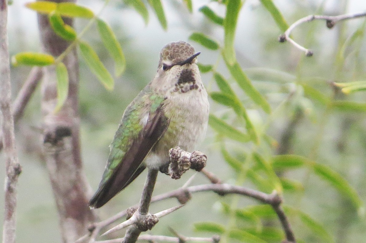 Anna's Hummingbird - ML627037750