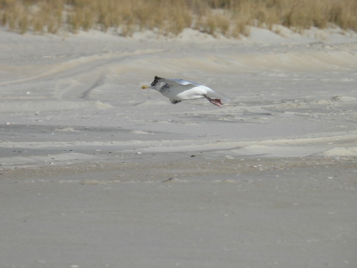 American Herring Gull - ML627037767