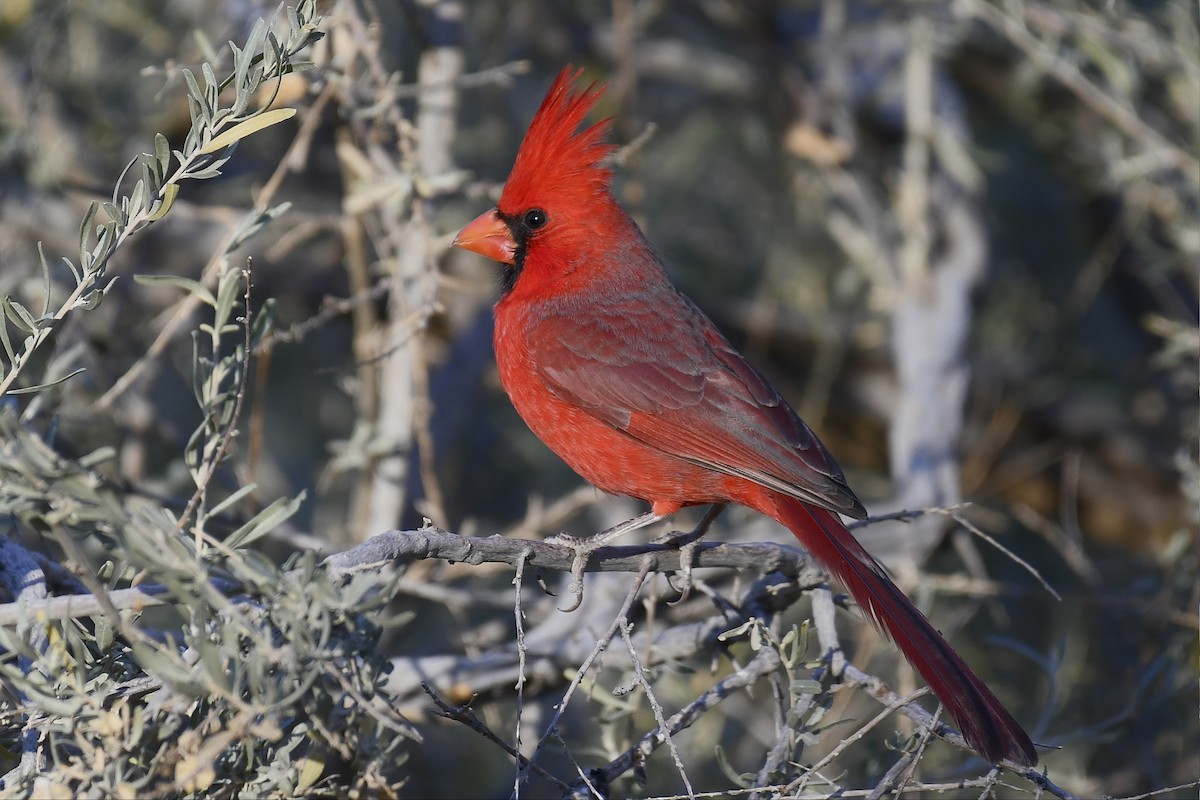 Northern Cardinal - ML627037819