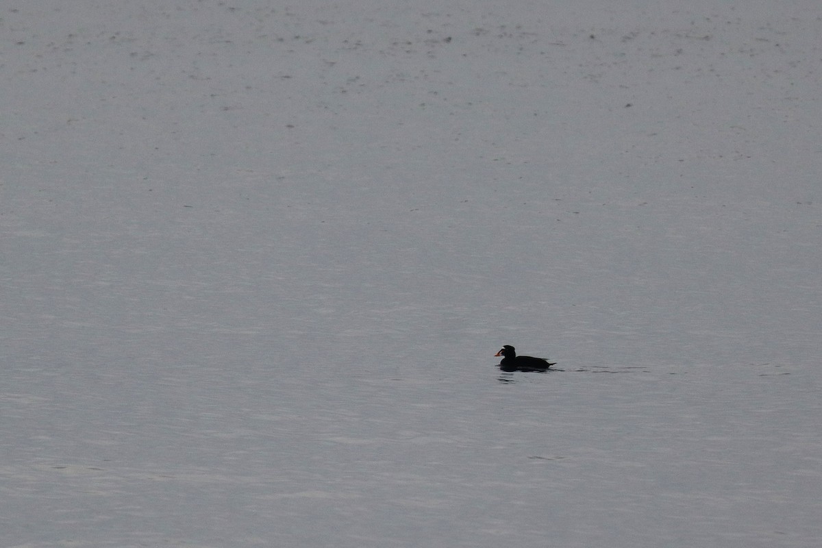 Surf Scoter - ML627037928