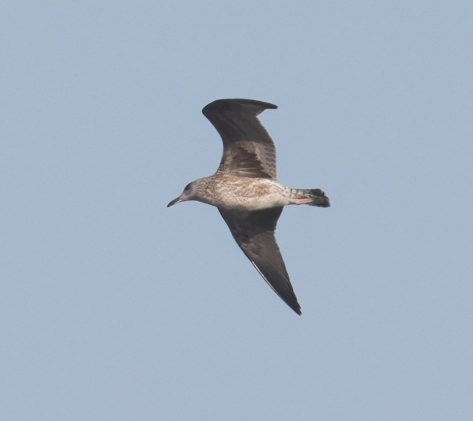 Lesser Black-backed Gull - ML627038207