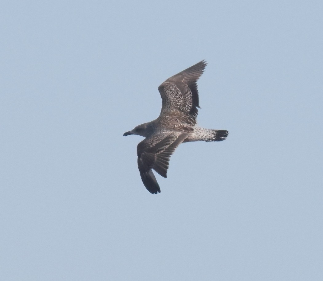 Lesser Black-backed Gull - ML627038208