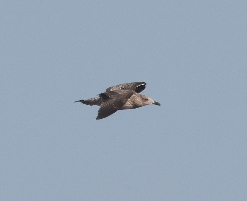 Lesser Black-backed Gull - ML627038211