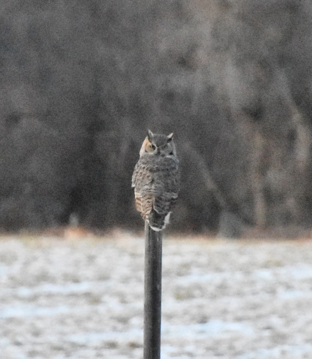 Great Horned Owl - ML627038240