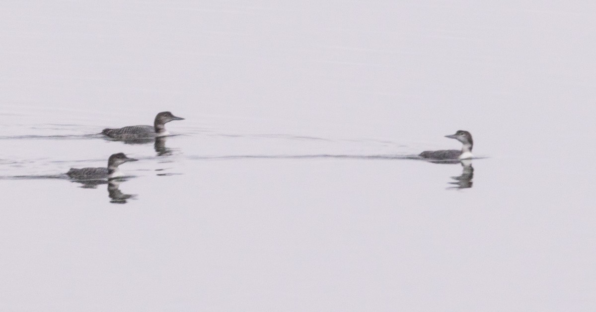 Plongeon huard - ML627038387