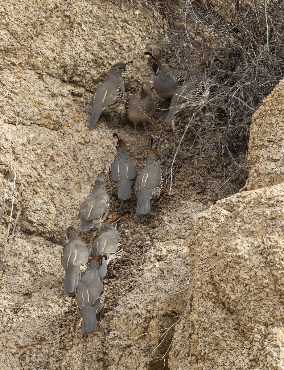 Gambel's Quail - ML627038394