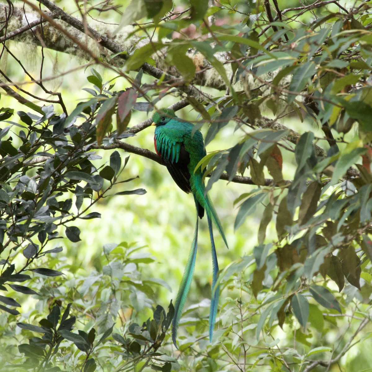 Resplendent Quetzal - ML627038453