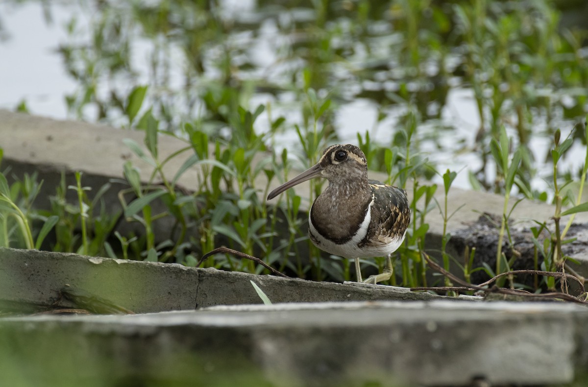 Greater Painted-Snipe - ML627038497
