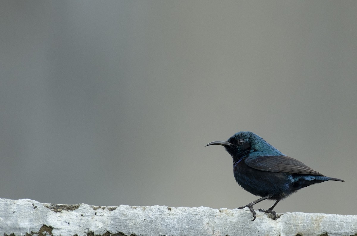 Purple Sunbird - ML627038835