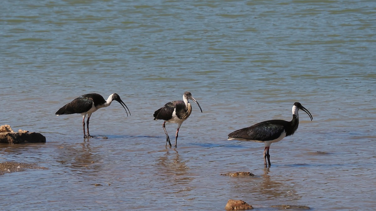 Straw-necked Ibis - ML627038839