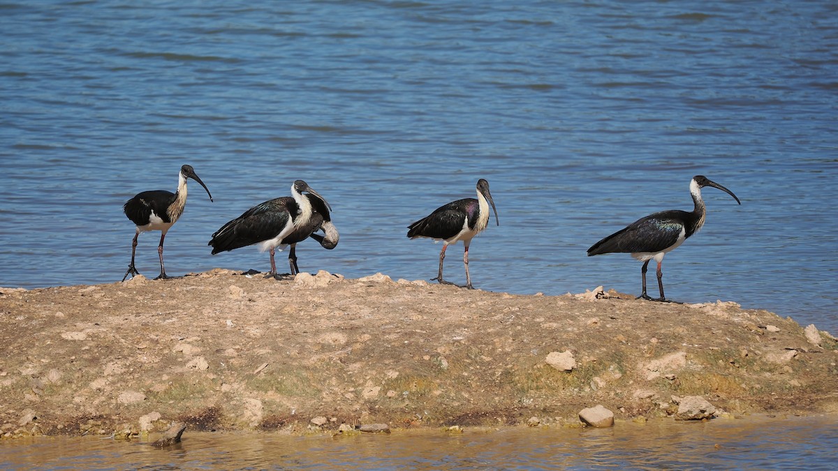 Straw-necked Ibis - ML627038903