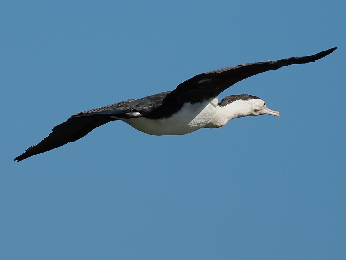 Pied Cormorant - ML627038937