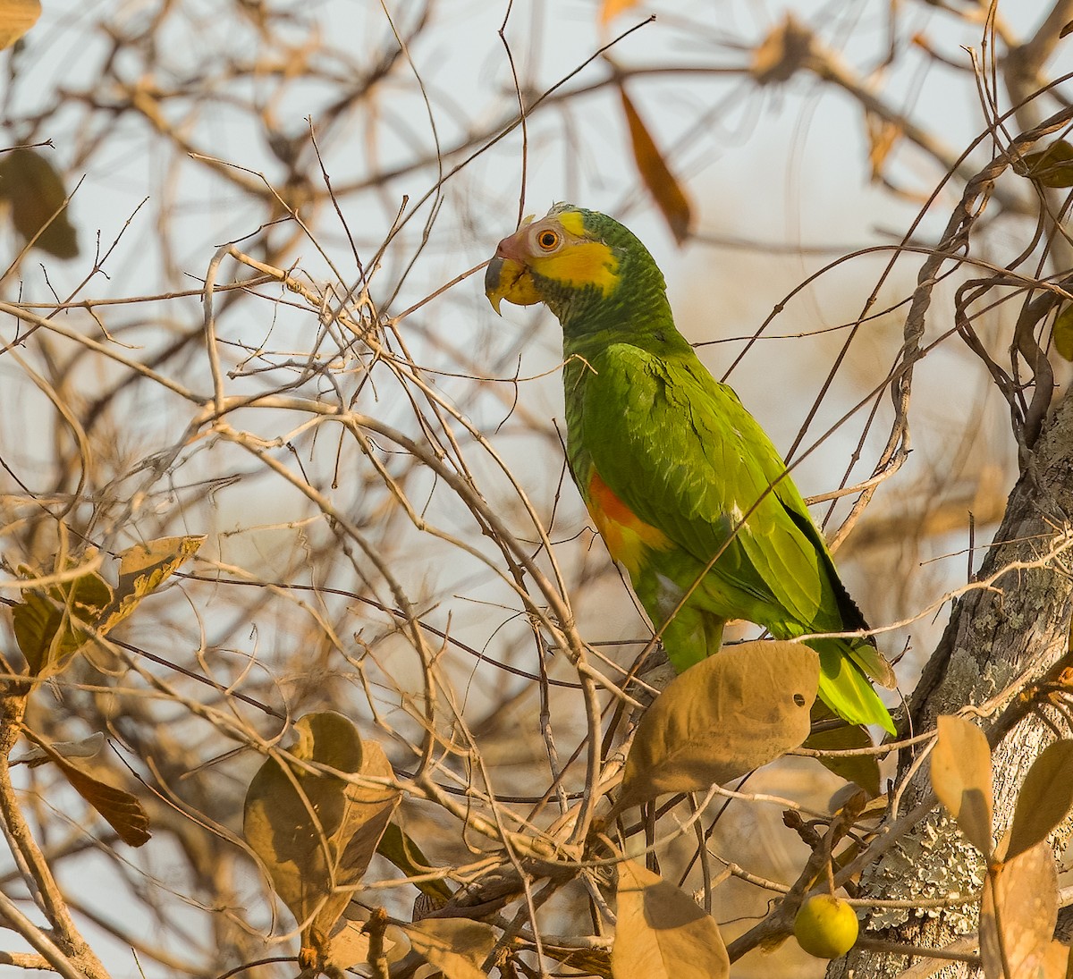 Yellow-faced Parrot - ML627039068