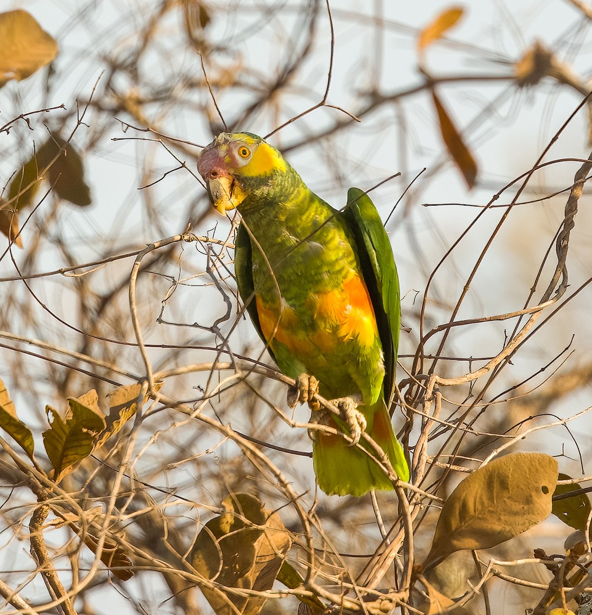 Yellow-faced Parrot - ML627039069