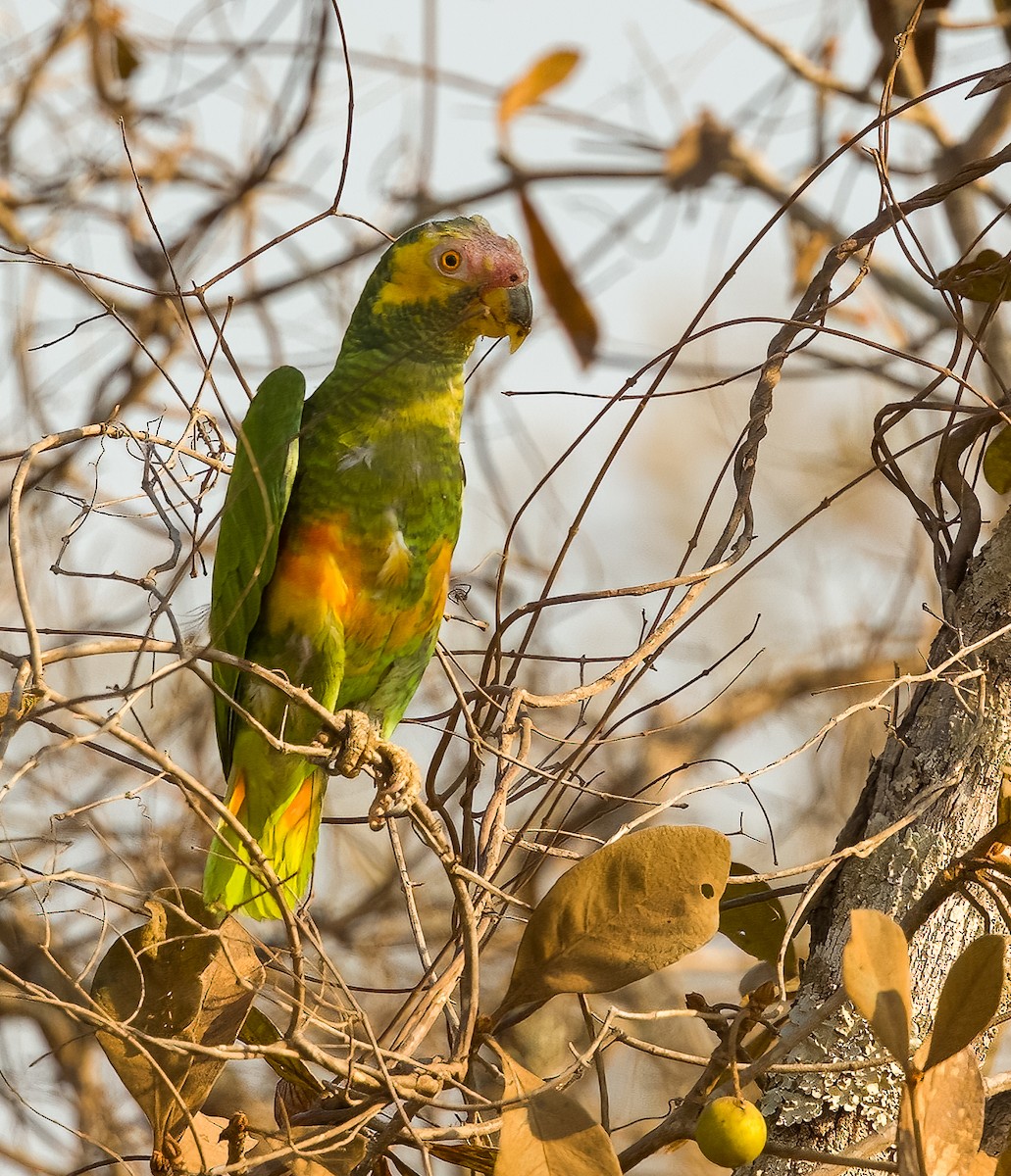 Yellow-faced Parrot - ML627039070