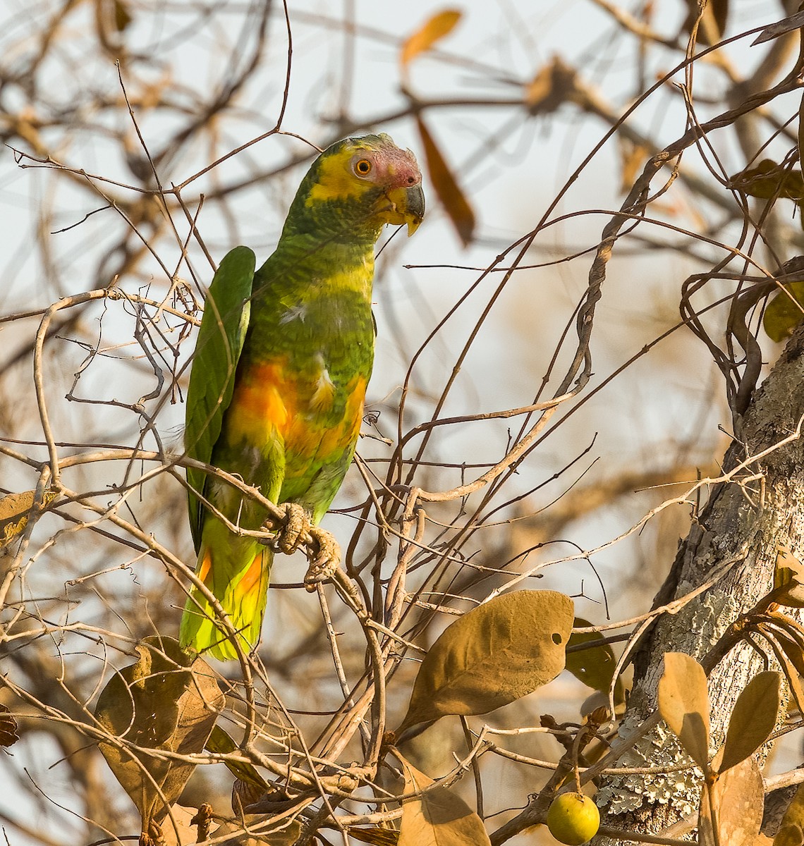 Yellow-faced Parrot - ML627039071