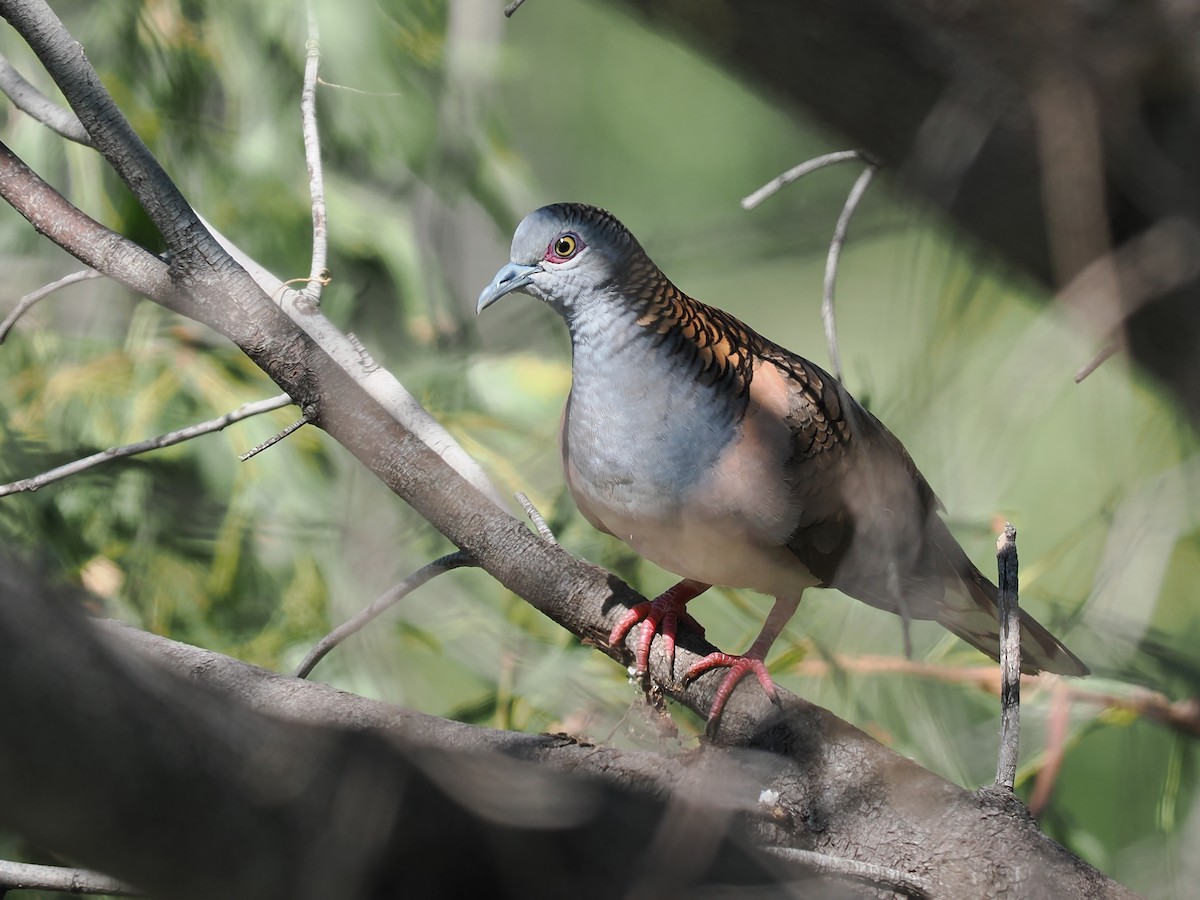 Bar-shouldered Dove - ML627039262