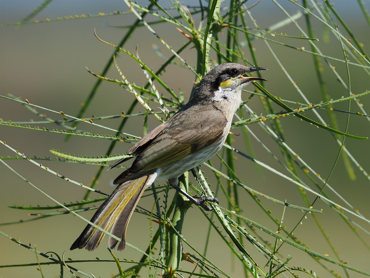 Singing Honeyeater - ML627039285