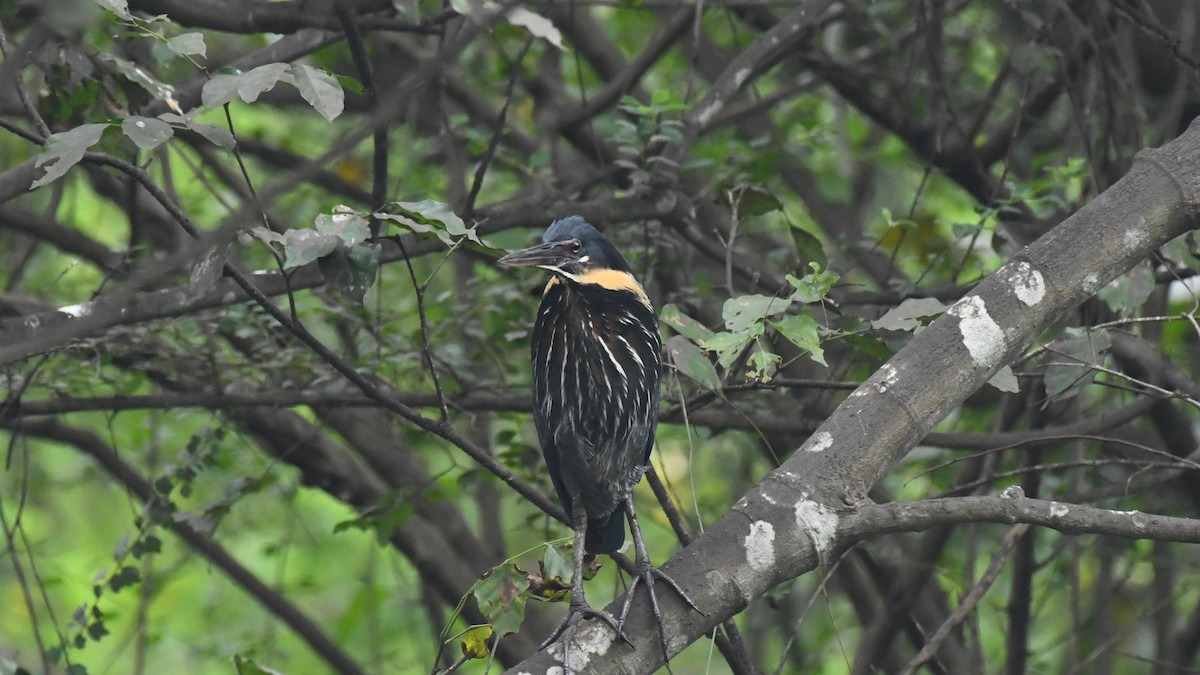 Black Bittern - ML627039736