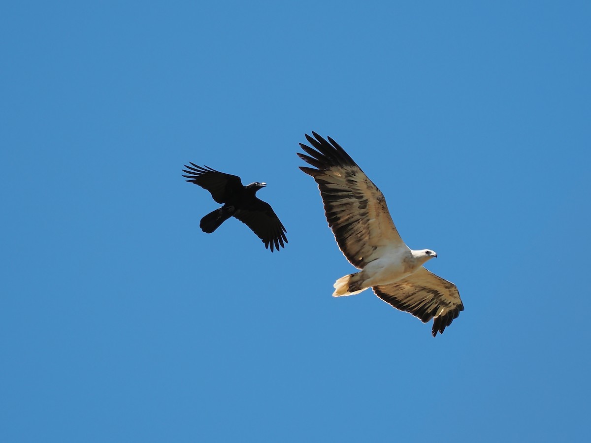 White-bellied Sea-Eagle - ML627039746