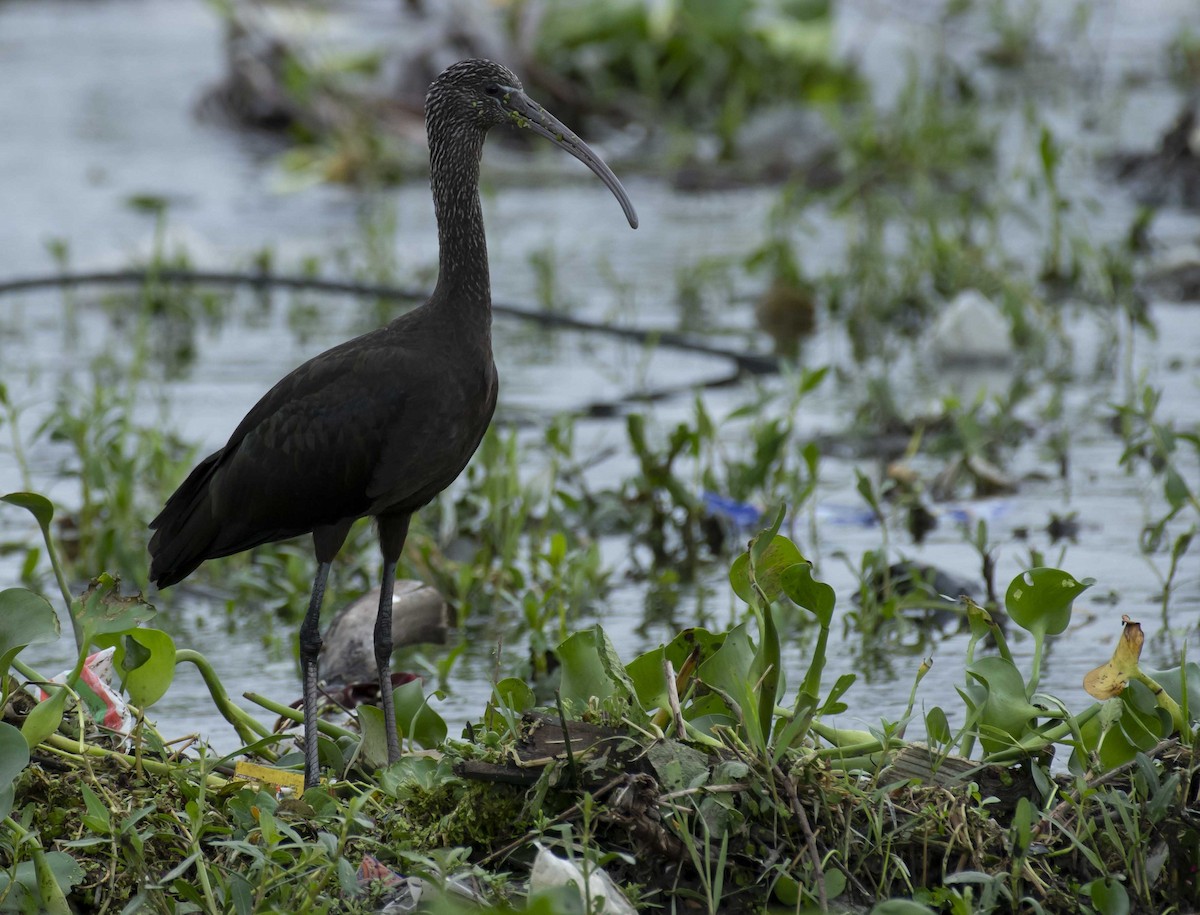 Glossy Ibis - ML627039772