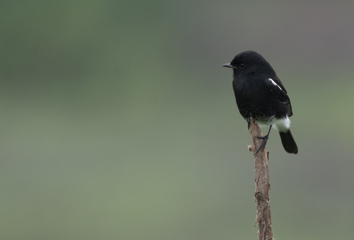 Pied Bushchat - ML627039796