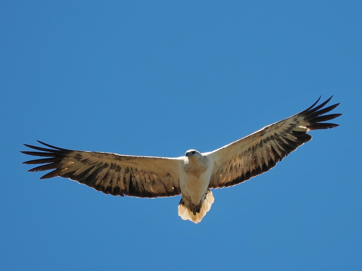 White-bellied Sea-Eagle - ML627039858