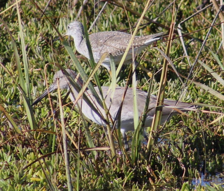 Lesser/Greater Yellowlegs - ML627039877