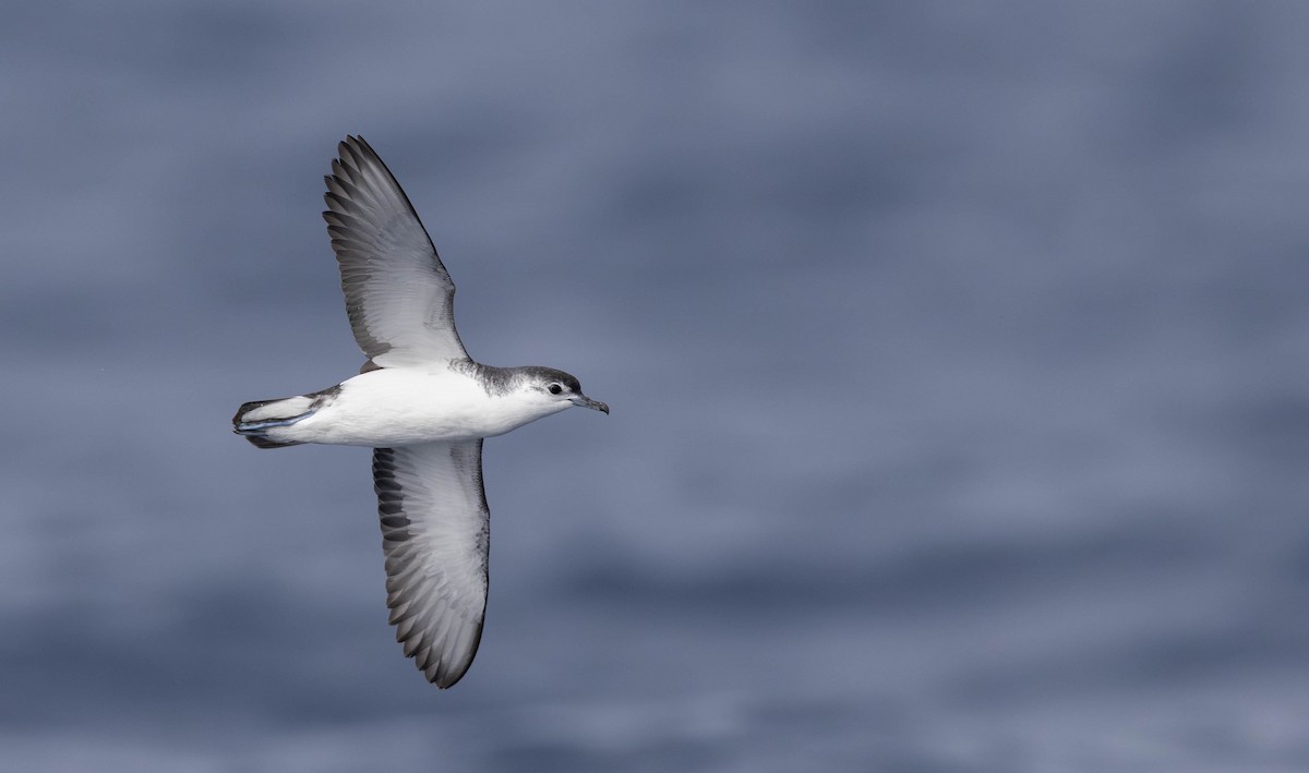 Little Shearwater - Luke Seitz