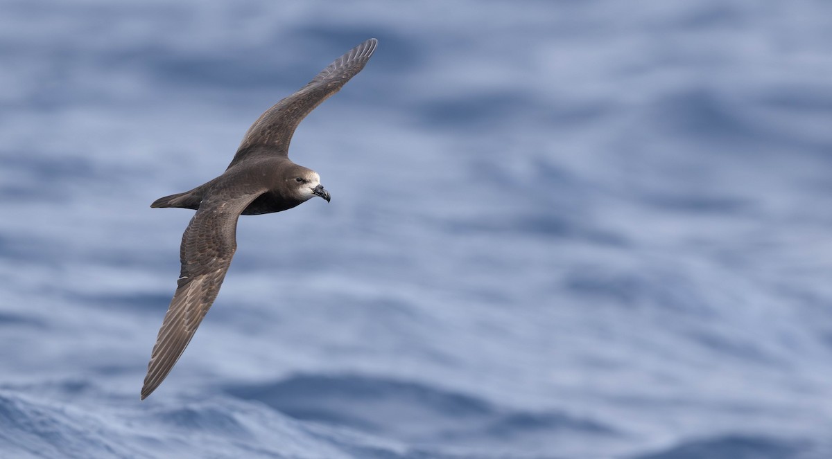 Petrel Carigrís - ML627040005