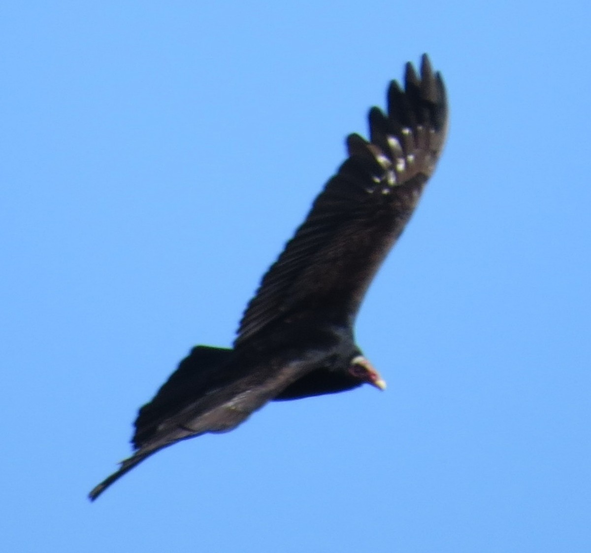Turkey Vulture (Tropical) - ML627040025