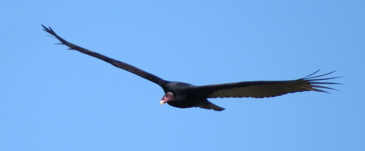 Turkey Vulture (Tropical) - ML627040035