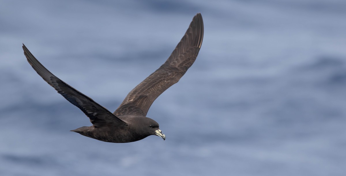 Parkinson's Petrel - Luke Seitz