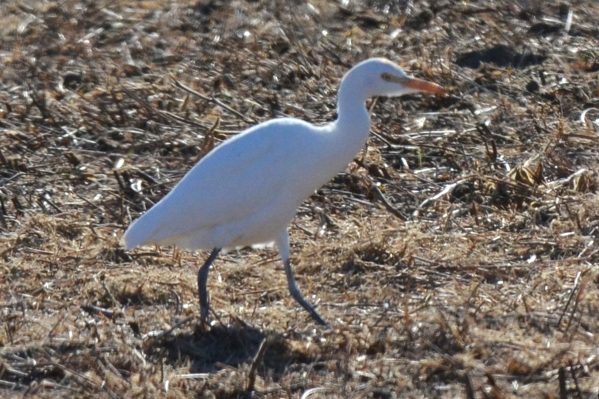 Airone guardabuoi - ML627040261