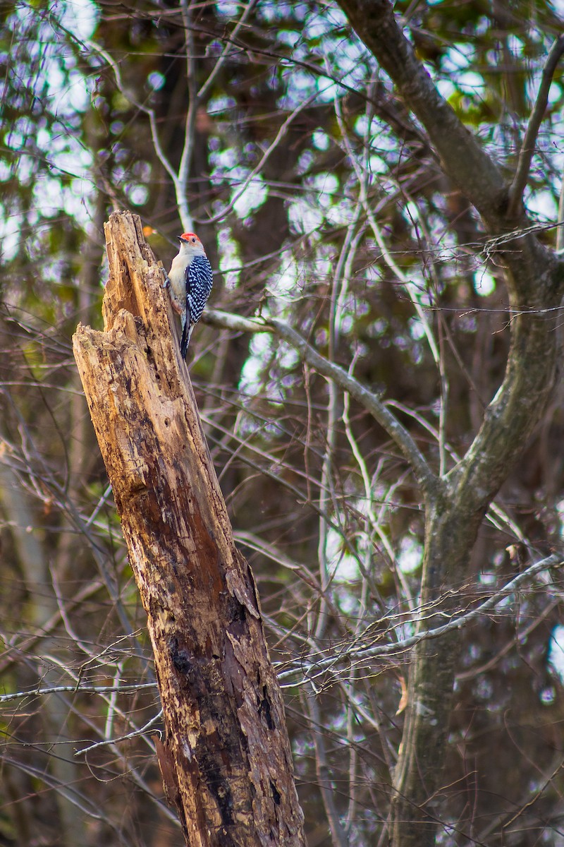 Red-bellied Woodpecker - ML627040418