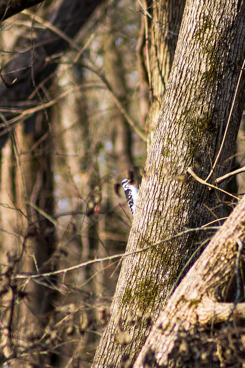 Downy/Hairy Woodpecker - ML627040423