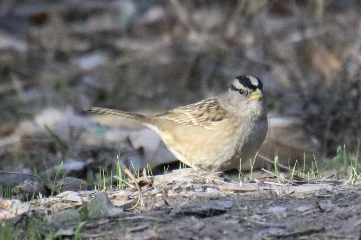 White-crowned Sparrow - ML627040452