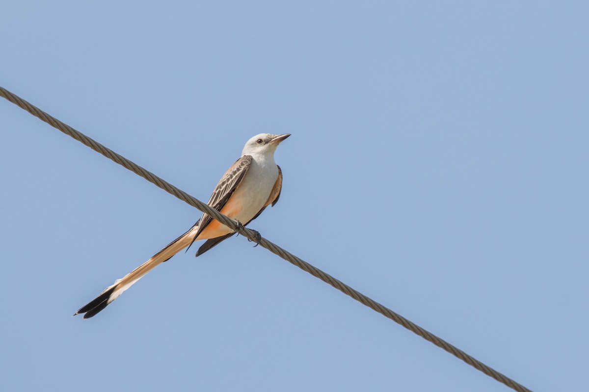 Scissor-tailed Flycatcher - ML627040496