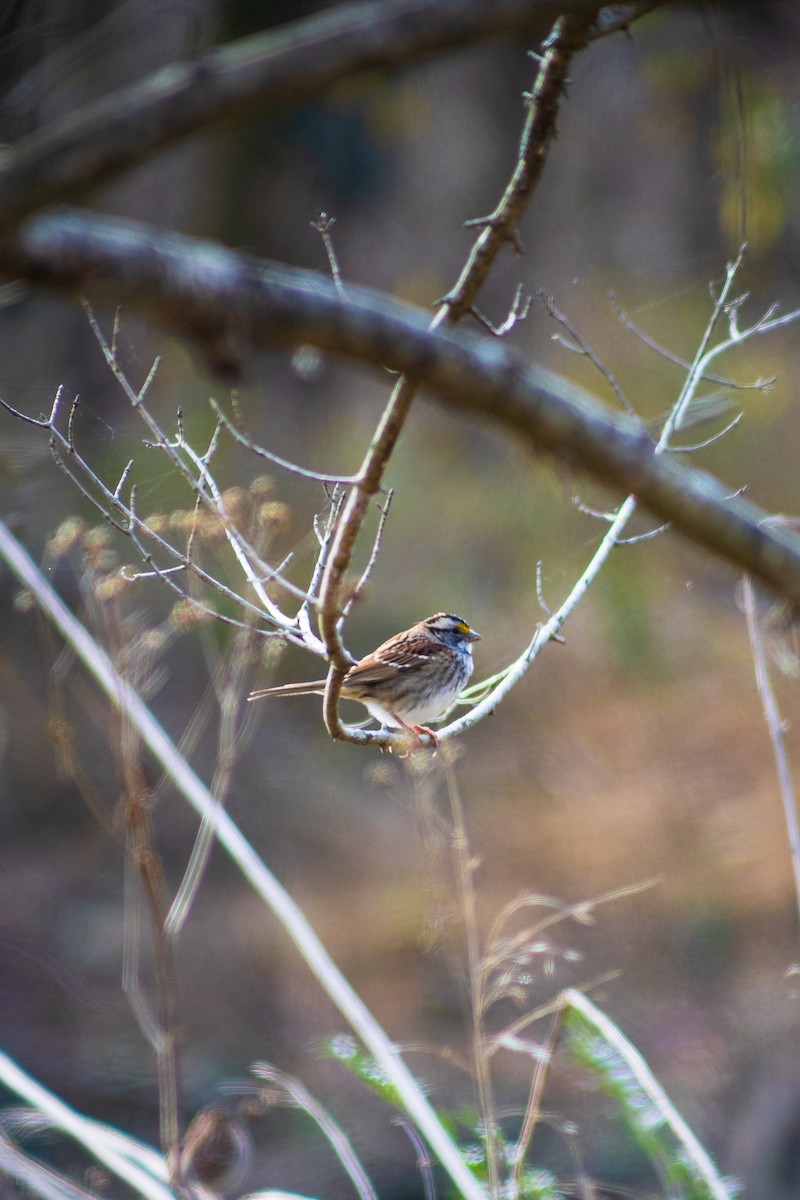 White-throated Sparrow - ML627040524