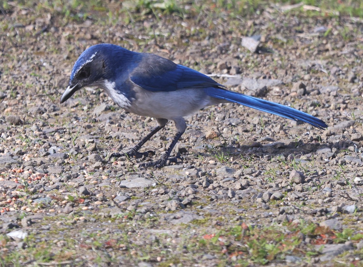 California Scrub-Jay - ML627040723
