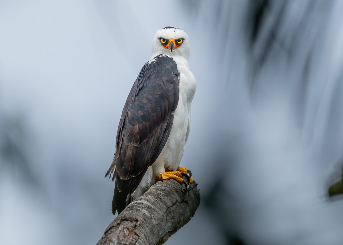Black-and-white Hawk-Eagle - ML627040755