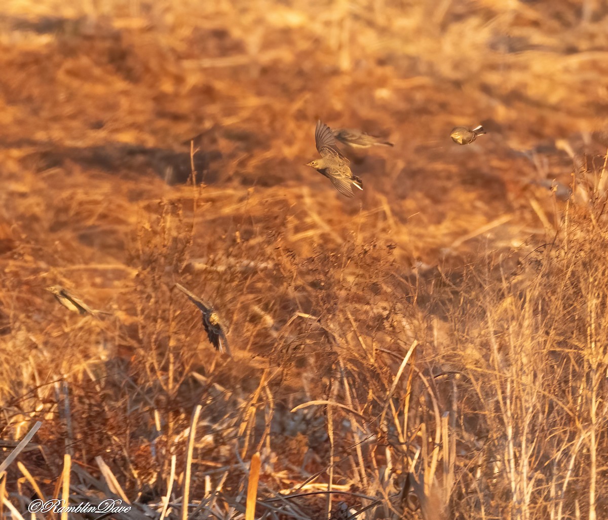 American Pipit - ML627040810